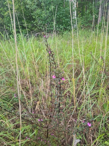 Marsh Lousewort