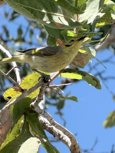 Yellow-tinted Honeyeater