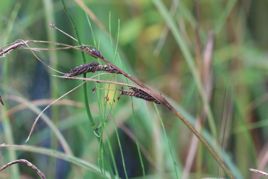 Carex acuta; photograph (c) Константин Селивёрстов, some rights reserved (CC BY)