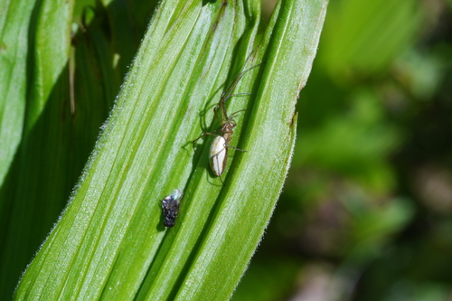 Tetragnatha laboriosa
