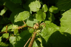 Phytoptus avellanae