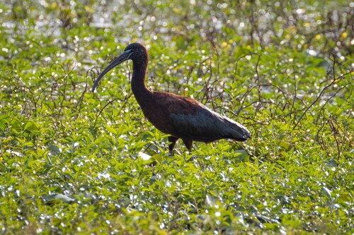 iNaturalist: (c) Julie O'Connor, some rights reserved (CC BY-NC), uploaded by Julie O'Connor iNaturalist image