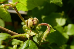 Phytoptus avellanae