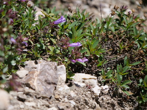 Penstemon ellipticus, photograph 3