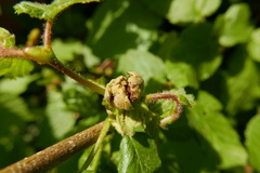 Phytoptus avellanae