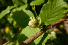 Phytoptus avellanae