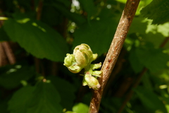 Phytoptus avellanae
