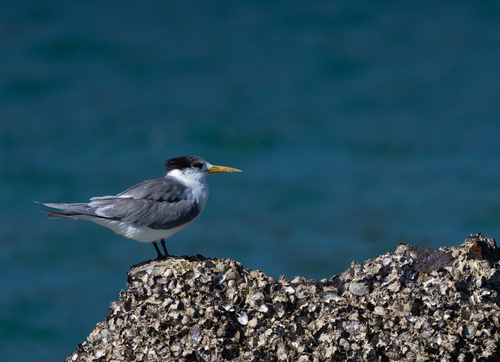 iNaturalist image