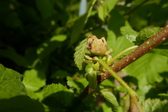 Phytoptus avellanae