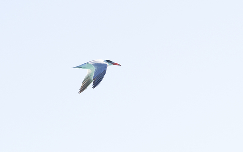 iNaturalist image