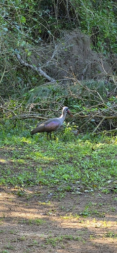 iNaturalist image
