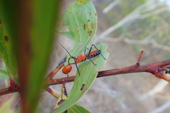 Poecilobdallus formosus