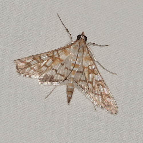 Orange Epipagis Moth
