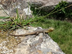 Stenocercus crassicaudatus