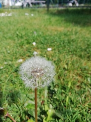 Taraxacum