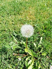 Taraxacum