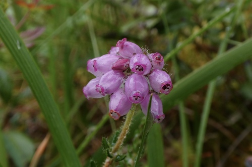 Cross-leaved Heath