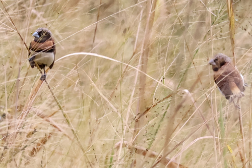 Chestnut-breasted Munia