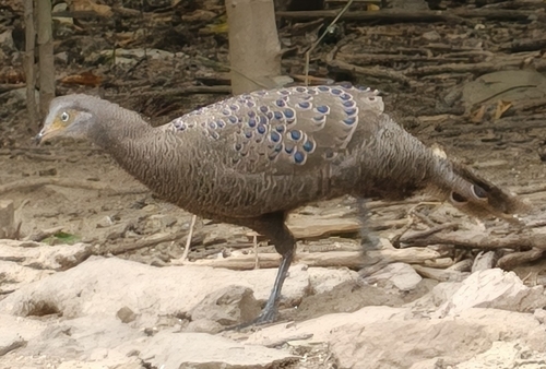 Grey Peacock-Pheasant (Polyplectron bicalcaratum), photo 3