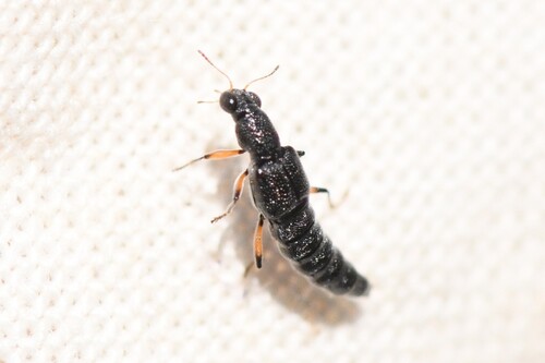 Stenus cicindeloides observed 2026-05-24