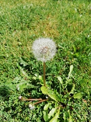 Taraxacum