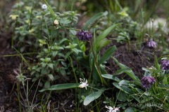 Nardostachys jatamansi