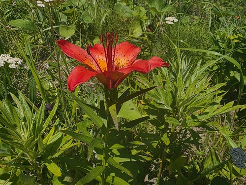 Lilium pensylvanicum, photograph 2