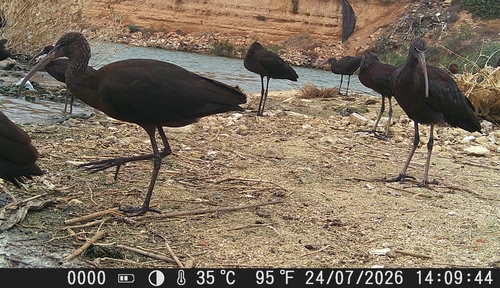 iNaturalist image