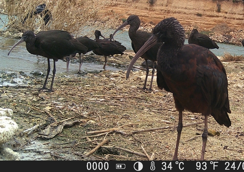 iNaturalist image