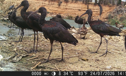 iNaturalist image