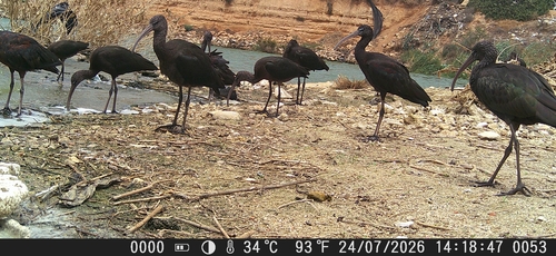 iNaturalist: (c) faluke, some rights reserved (CC BY-NC), uploaded by faluke iNaturalist image