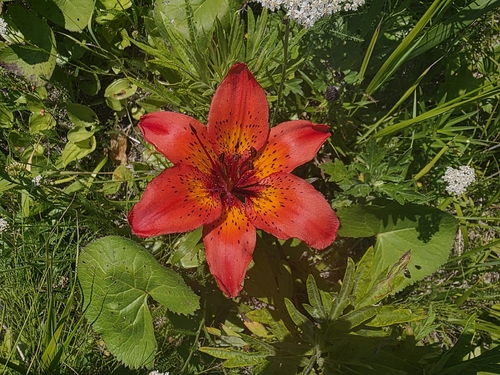 Lilium pensylvanicum, photograph 3
