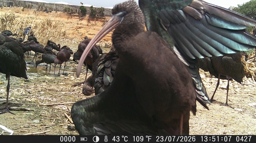 iNaturalist image