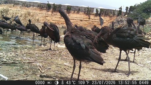 iNaturalist: (c) faluke, some rights reserved (CC BY-NC), uploaded by faluke iNaturalist image