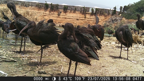 iNaturalist image