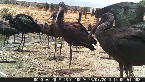iNaturalist image