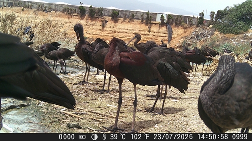 iNaturalist image