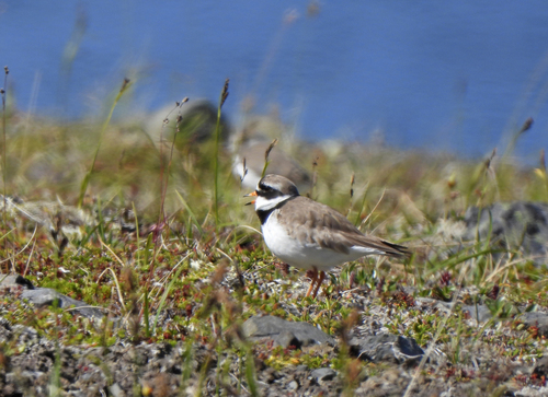 iNaturalist image