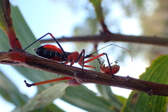 Poecilobdallus formosus