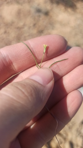 Koelpinia linearis, photograph 6