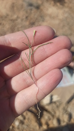 Koelpinia linearis, photograph 5