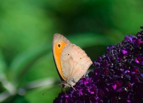 Meadow Brown