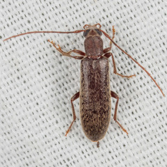 Sparedrus aspersus