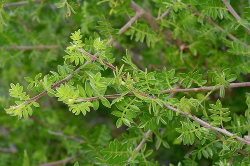 Little Leaf Sumac