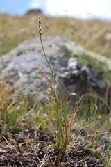 Carex myosuroides