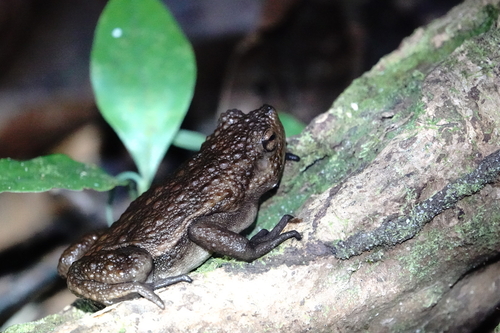Pseudobufo subasper observed 2026-07-15