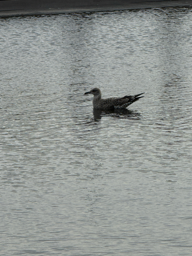 iNaturalist: (c) j_david66, some rights reserved (CC BY-NC) iNaturalist image
