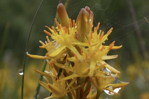 bog asphodel