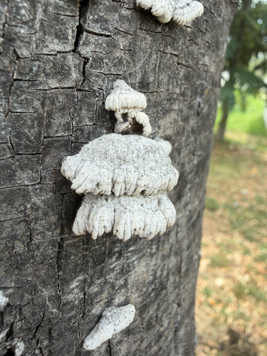 splitgill mushroom