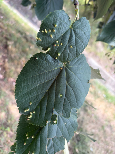 Red Nail Gall Mite